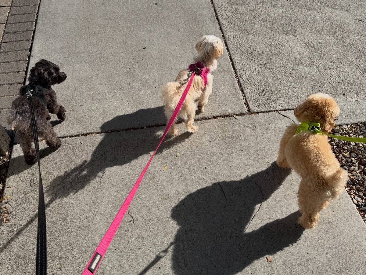 demilovatobr's tweet photo. Filhinhos! Demi Lovato compartilhando novas fotos de seus cachorros em sua conta secundária no Instagram. 🤍 https://t.co/PTBVlabcpZ