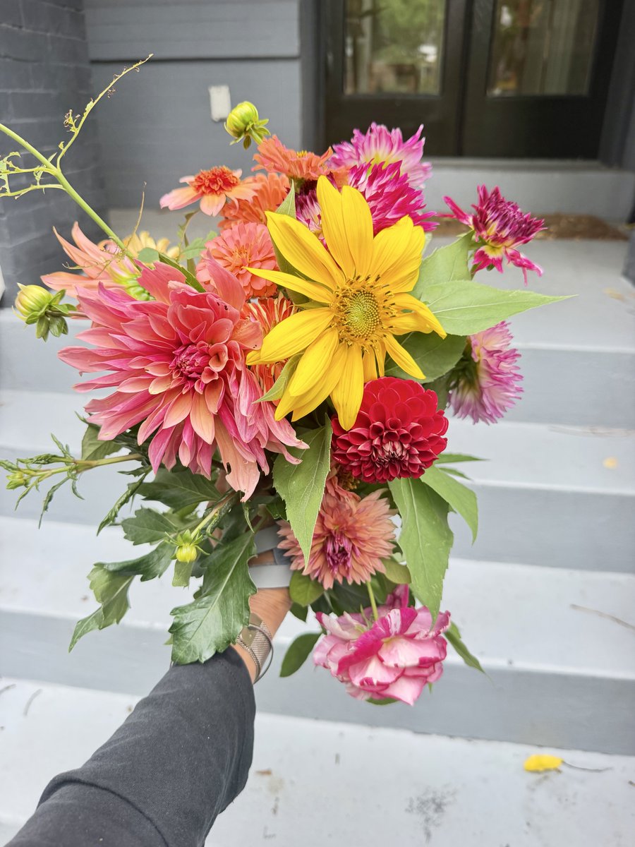 HarmeetKDhillon's tweet photo. My garden today was popping! Bonus Q4 flower content! https://t.co/Os01zRybys