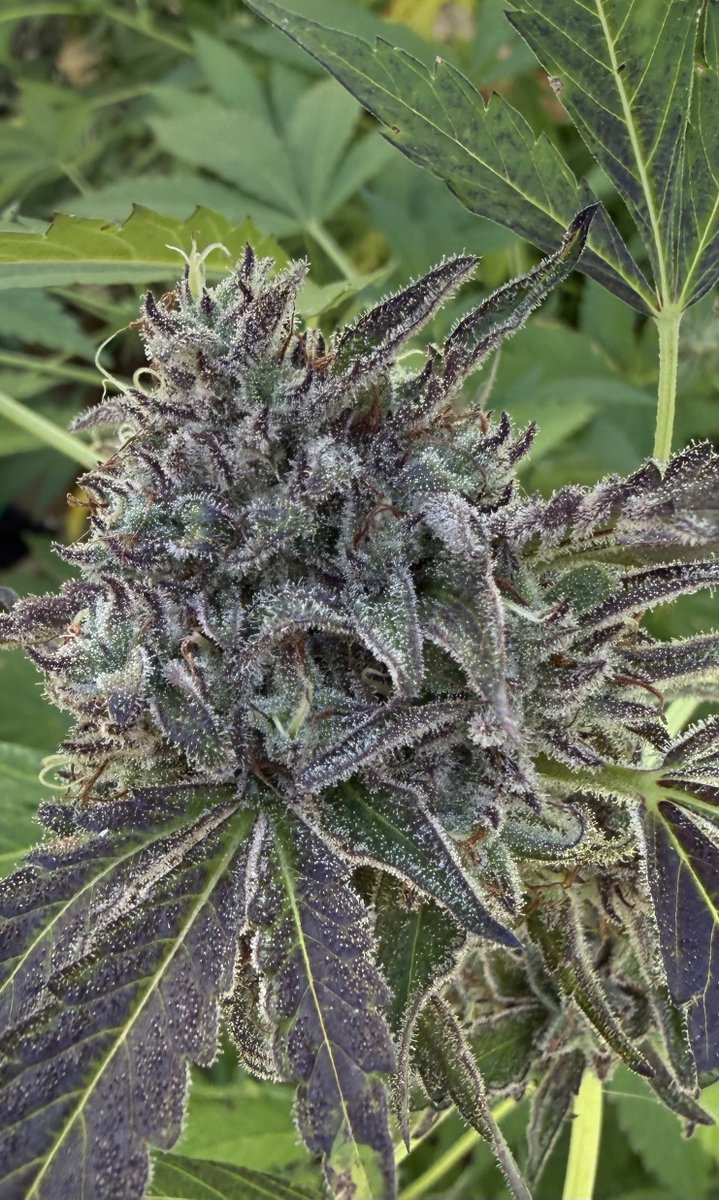 Thctitan's tweet photo. Some outdoor Violet Trees (Tahoe OG x GRC x BBC) 🔥 

🌱📸 by thai_cycle (Discord) https://t.co/RNuuhYyV83