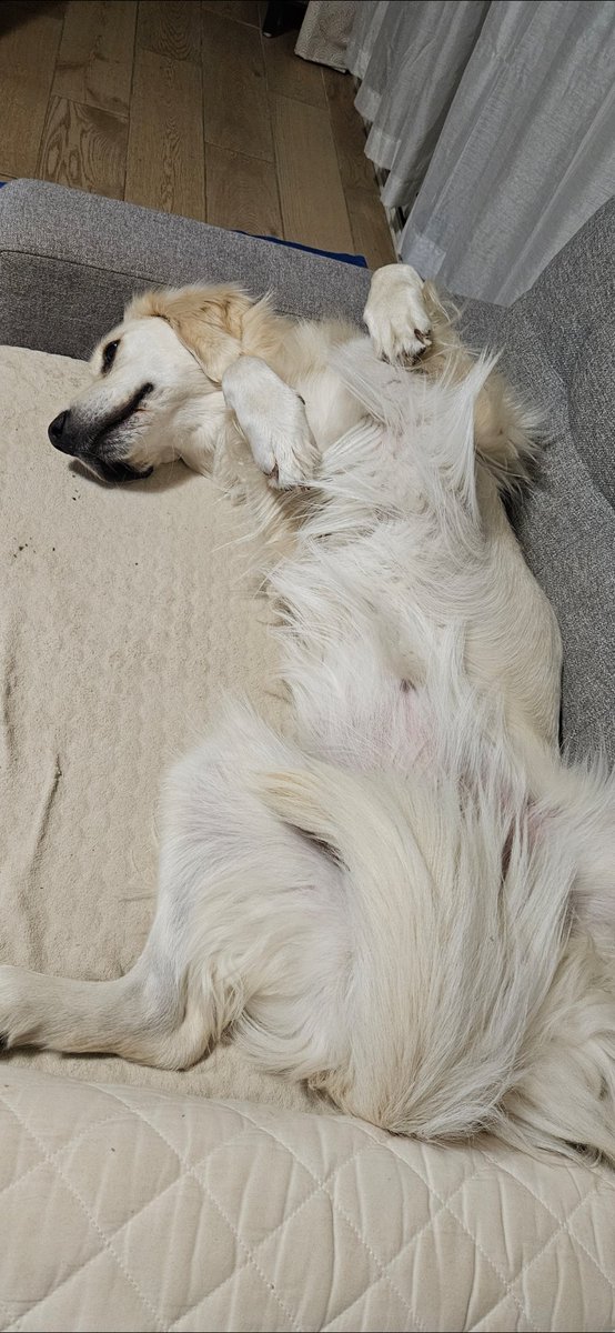 SooYuKnow's tweet photo. @choiwhyjay Thank youuu ❤️ I gave her lots of belly rubs from you, she definitely loved it 🥰 
(Yes, she really loves lying on her back haha) https://t.co/2iUG8ZG5ZP