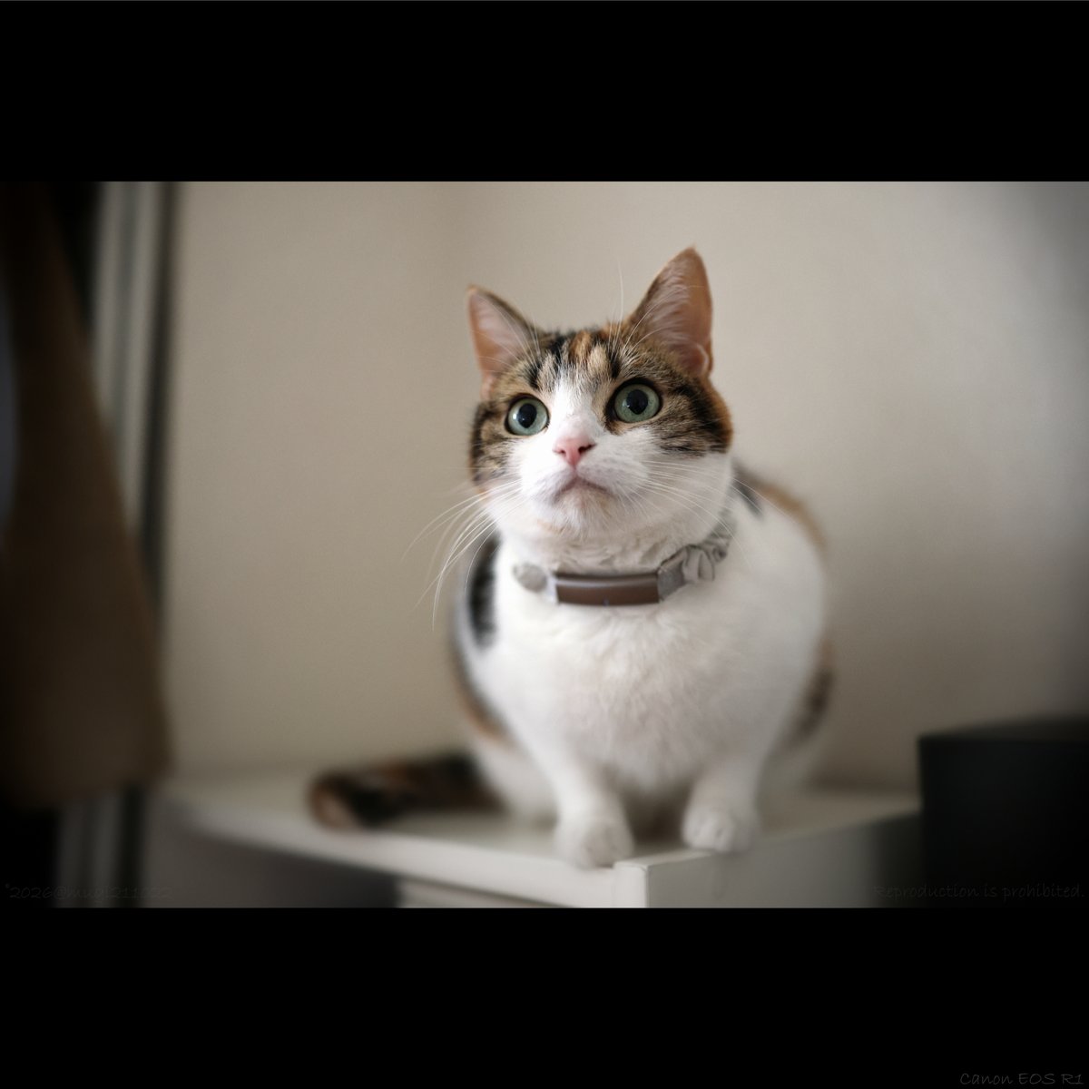 mugi211022's tweet photo. 10月4日 日曜日
ももが 8:00をお知らせします♪

#猫 #マンチカン #猫好きさんと繋がりたい #猫のいる暮らし #ねこかわいいね https://t.co/sHrXJafJnx