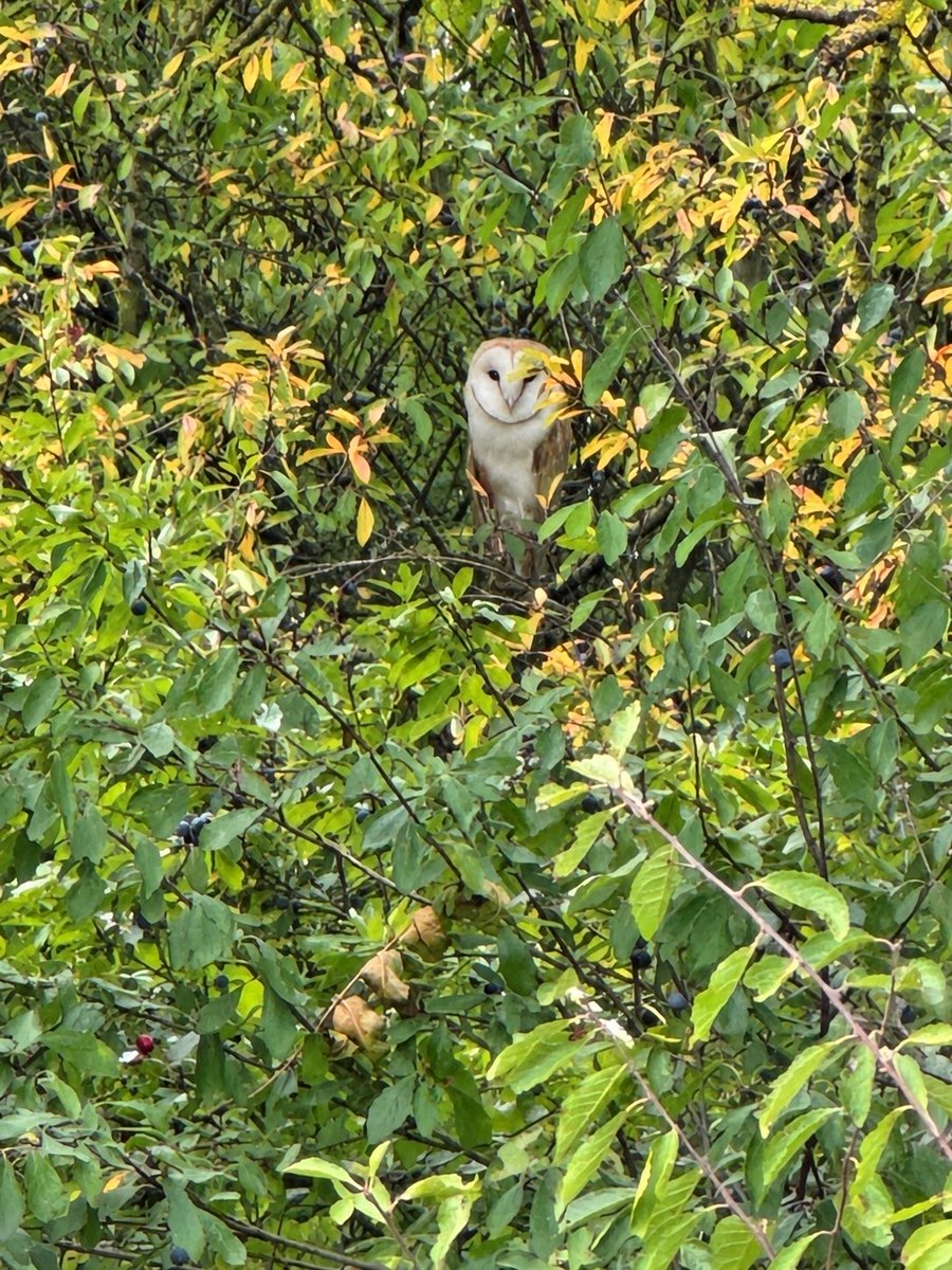 SHeadbirder's tweet photo. Barn owl seen on my dog walk in the Heart of England Forest this week. https://t.co/HizHKW5ker