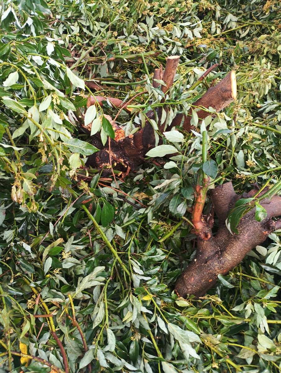 mutante321's tweet photo. @municipiotemuco @arbolestemuco 🟣Pensar que #arboricidio de un #maitén (Maytenus boaria), talado en calle Ignacio Carrera al llegar a Av. Pablo Neruda, #Temuco, servía de refugio para una colonia de #aves que ocupaban su follaje y parte del #ecosistema urbano. ..😞🪵🪺🐦
@municipiotemuco  @MMAChile https://t.co/4H9QQcJNTv