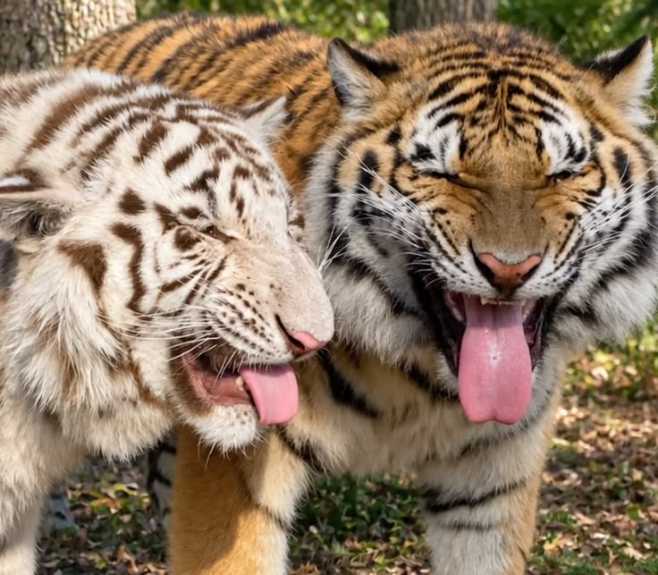 bigcatburger's tweet photo. Let's BE SILLY together twin https://t.co/hoaX8auZwJ