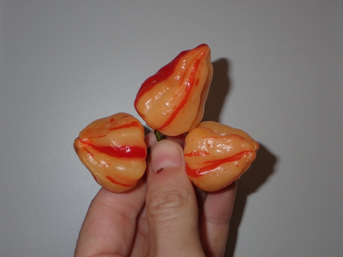 ChilliFowler's tweet photo. Peppapeach Stripey pods from the polytunnel where I created Peppapeach 10 years ago 🏴󠁧󠁢󠁷󠁬󠁳󠁿🌶️🔥

https://t.co/yDY73e8EP2 https://t.co/hMvqn6BQnl