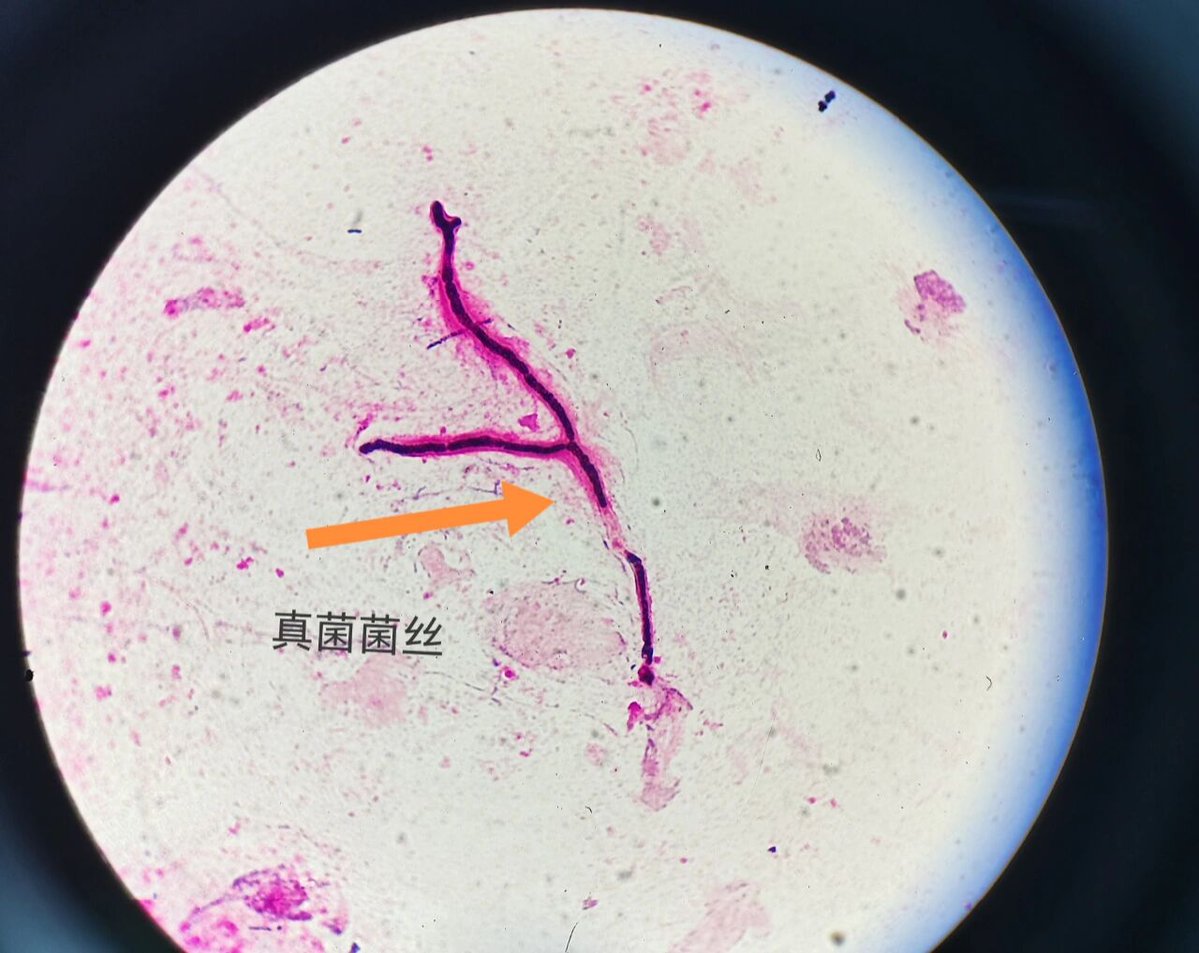 ColeRogersgre6's tweet photo. [The orange test saddle sputum text catches every eye with its unique charm.]， https://t.co/6QwVh5YCHO