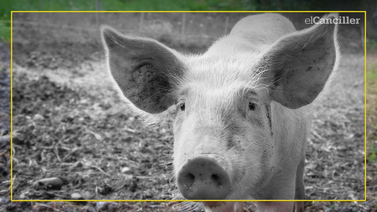 elcancillercom's tweet photo. [SOCIEDAD] En General Madariaga, iba a carnear un chancho, pero a su amigo se le escapó un tiro, le dio en el pecho y murió. https://t.co/Juun2dCcO8