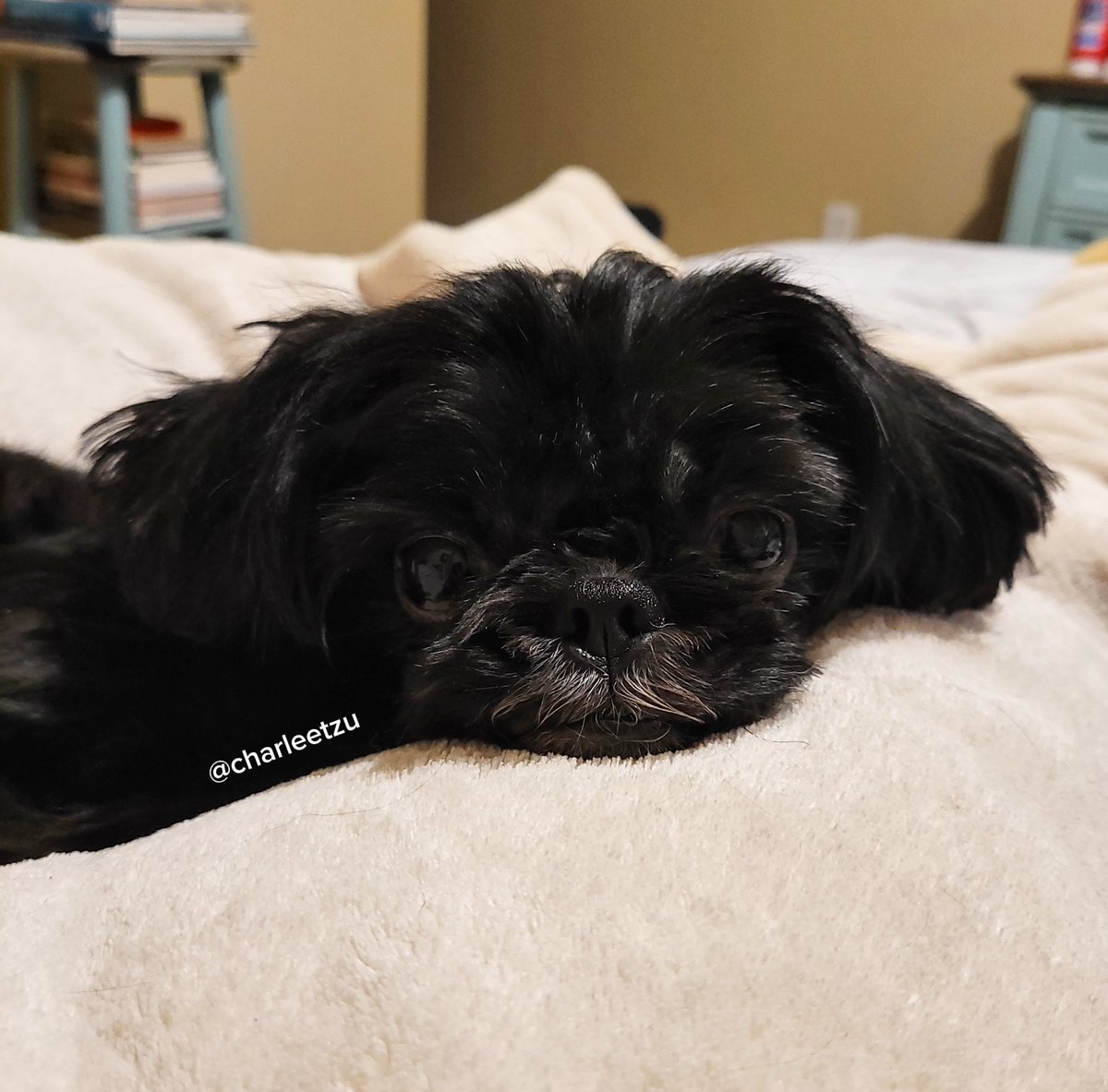 charleetzu's tweet photo. Hi furiends! 

It's a lazee day wif me and my hoomons. I hope yous are having a furtastic Saturday! 

#dogs #dogsoftwitter #dogsofx #shihtzu #weekend https://t.co/WMnK9zLc2i