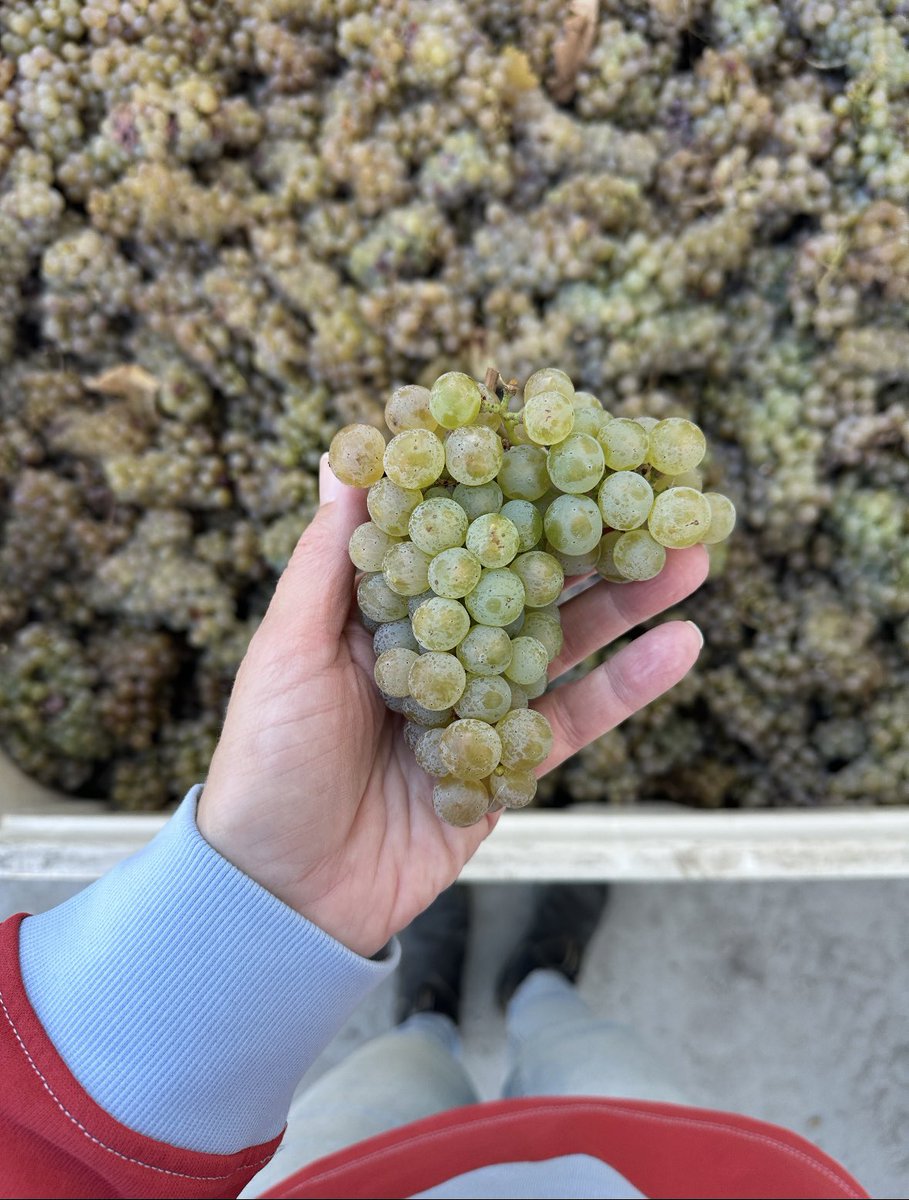 winesyndicate's tweet photo. That’s a wrap on another beautiful harvest at @tantaluswine 🍇

Our friends in East Kelowna picked the last of their estate fruit this week, bringing another growing season to a close.
After months in the vineyard, the fruit is in and the magic continues in the cellar 🥂 Cheers! https://t.co/BGrEIt3GvR