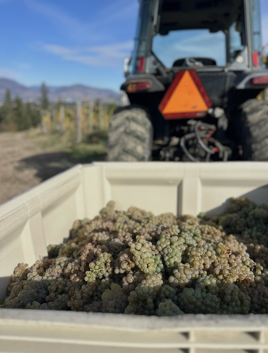 winesyndicate's tweet photo. That’s a wrap on another beautiful harvest at @tantaluswine 🍇

Our friends in East Kelowna picked the last of their estate fruit this week, bringing another growing season to a close.
After months in the vineyard, the fruit is in and the magic continues in the cellar 🥂 Cheers! https://t.co/BGrEIt3GvR