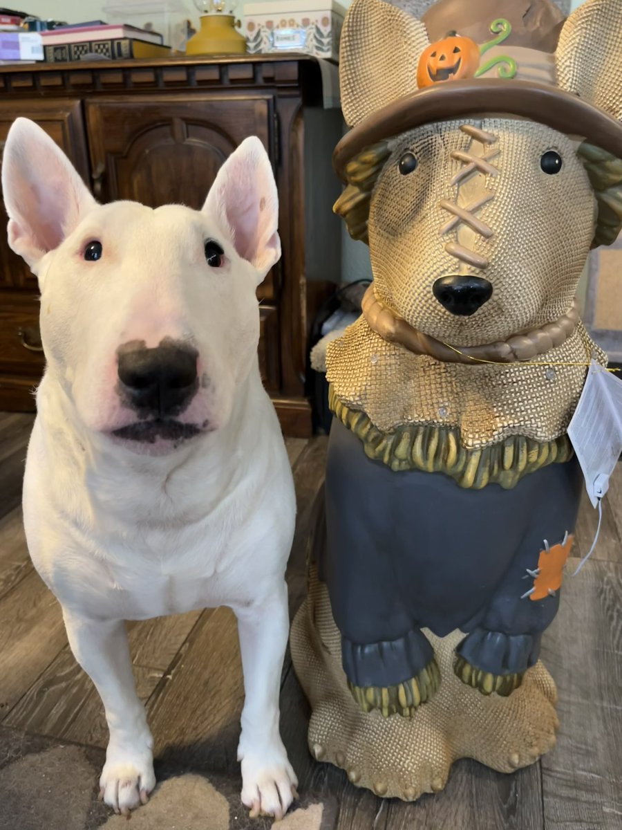 PupperNelson's tweet photo. It’s like looking in a mirror. https://t.co/IUxGbDebt7