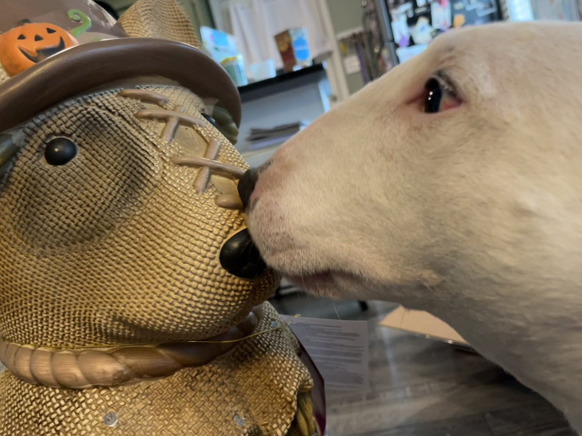 PupperNelson's tweet photo. It’s like looking in a mirror. https://t.co/IUxGbDebt7
