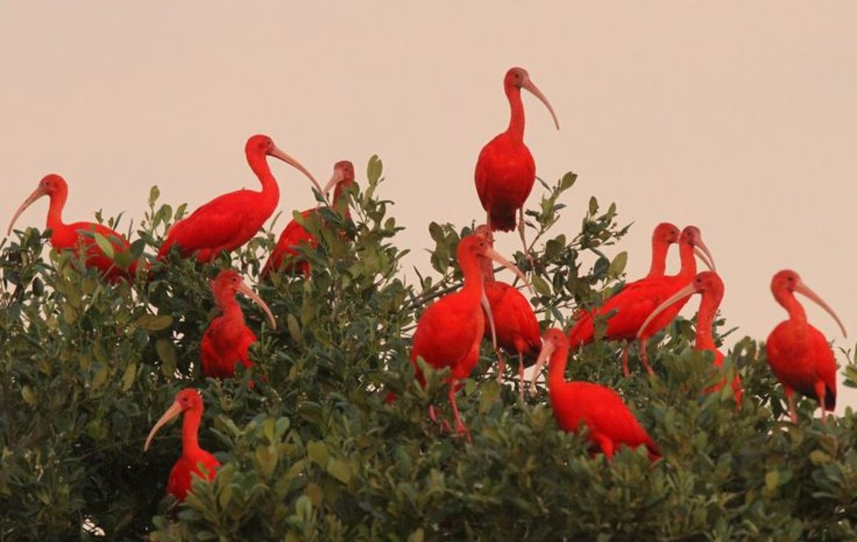 tired_ibis's tweet photo. 13. red.♥️♥️♥️♥️♥️♥️♥️♥️♥️♥️    birts.🐦🪶🪶🐦🐦🪶🐦 https://t.co/KXvF12usL7