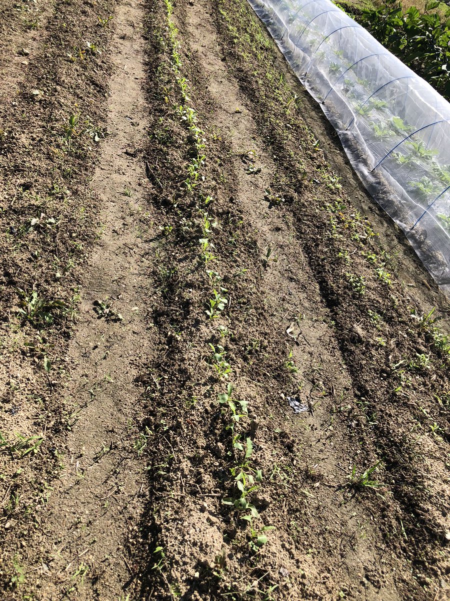 FJcATkTpnNAWGlw's tweet photo. おは菜園（☀️）

みなさま今日もよろしくおねがいします😊
ゆるふぁいゆるふぁい🍅🍠

今日はこれから奈良の畑にも行くので挨拶まわりが出来ませんがよろしくお願いします🙇‍♀️ https://t.co/ccX267VHdw