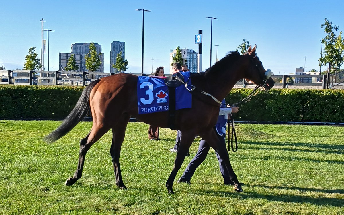 SethMerrow2's tweet photo. The G1 Canadian International @WoodbineTB is minutes away.
A couple of the heavy hitters in the paddock
1 Arabian Crown
3 Purview https://t.co/p4qb9xqUbO