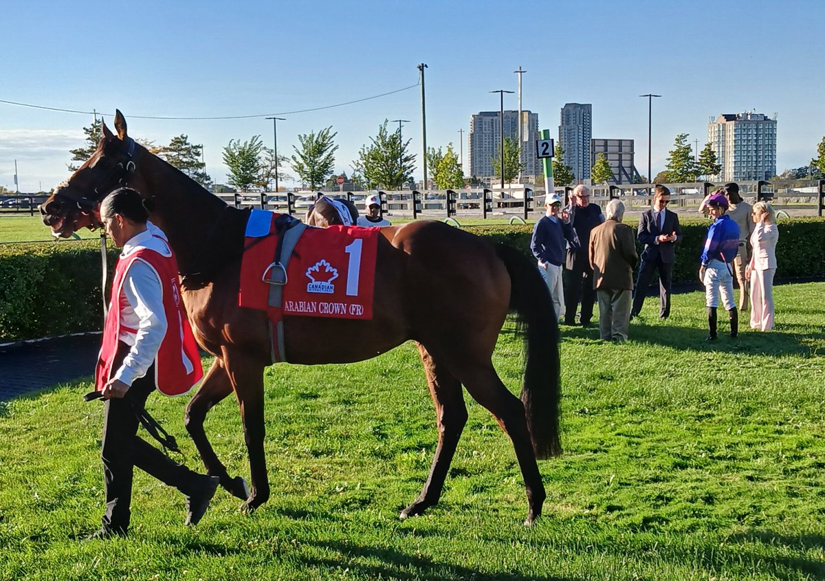 SethMerrow2's tweet photo. The G1 Canadian International @WoodbineTB is minutes away.
A couple of the heavy hitters in the paddock
1 Arabian Crown
3 Purview https://t.co/p4qb9xqUbO
