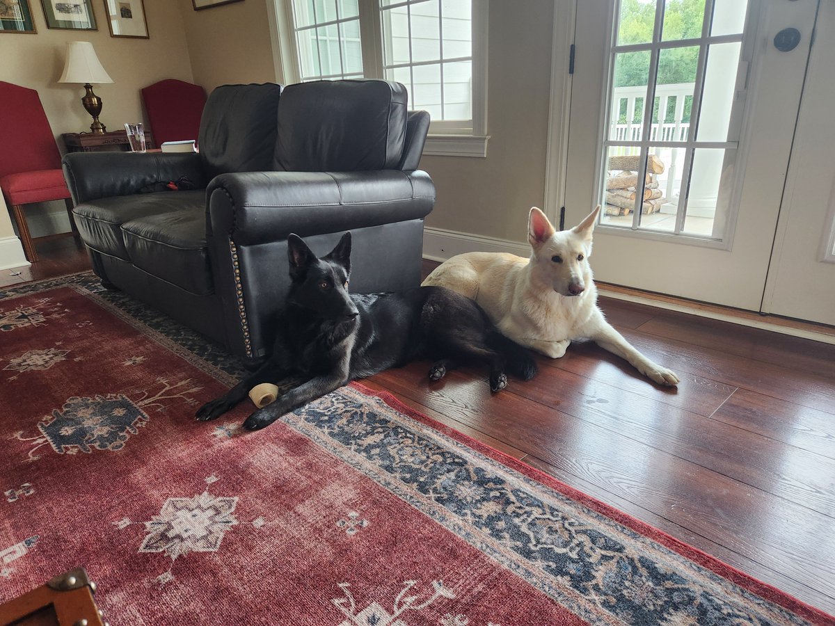 KateDMartins's tweet photo. @GadSaad My GSDs say hi! https://t.co/JvgjlzIELZ