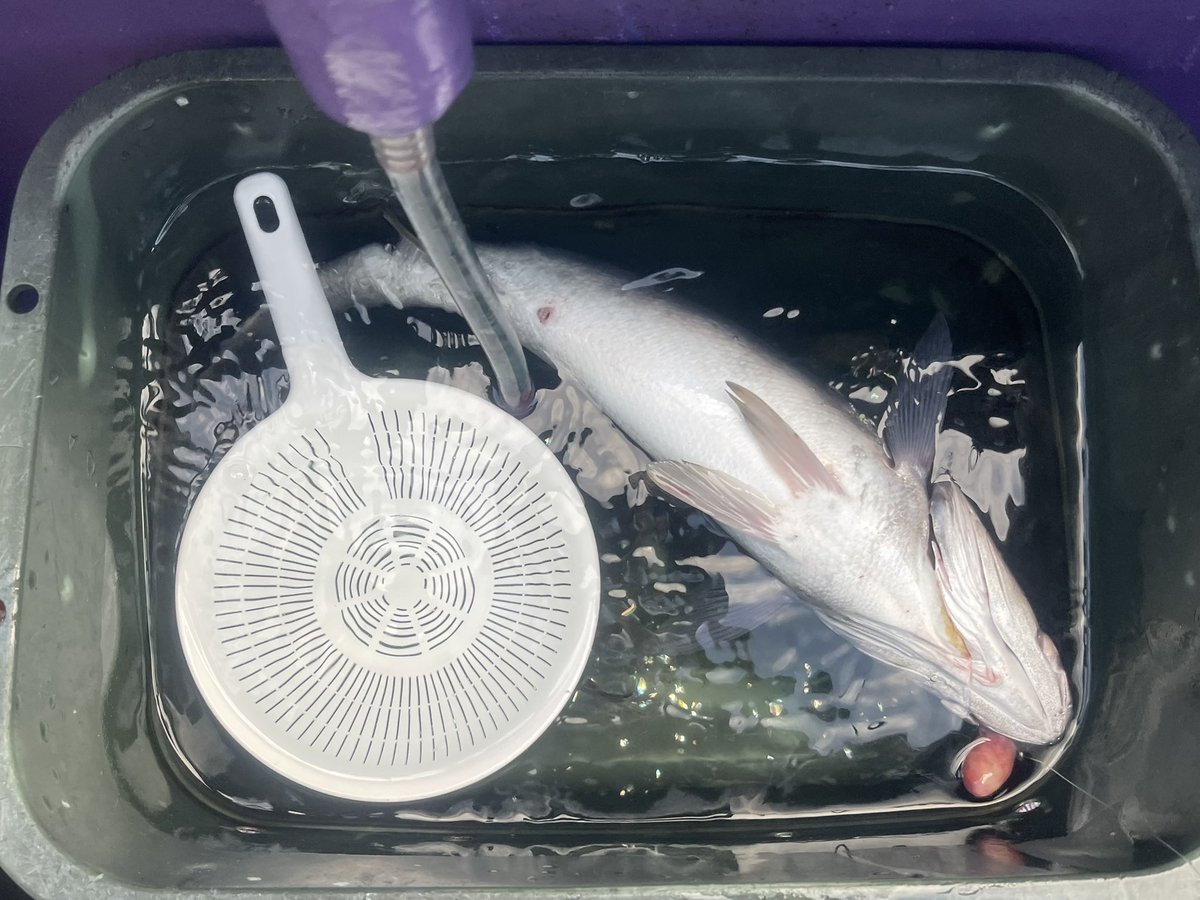 pon39_fishing's tweet photo. 今シーズン初ヒラメに来ました🎣 https://t.co/icFDQctv9c