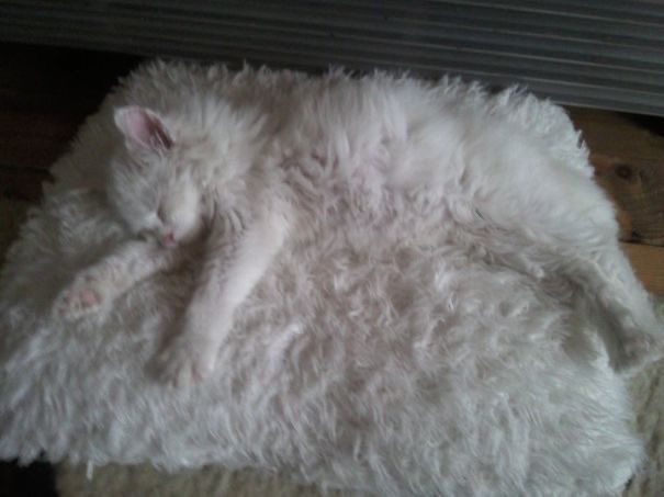 judeykat's tweet photo. cats blending in with their environment 😊 https://t.co/pd6d3MTG7C