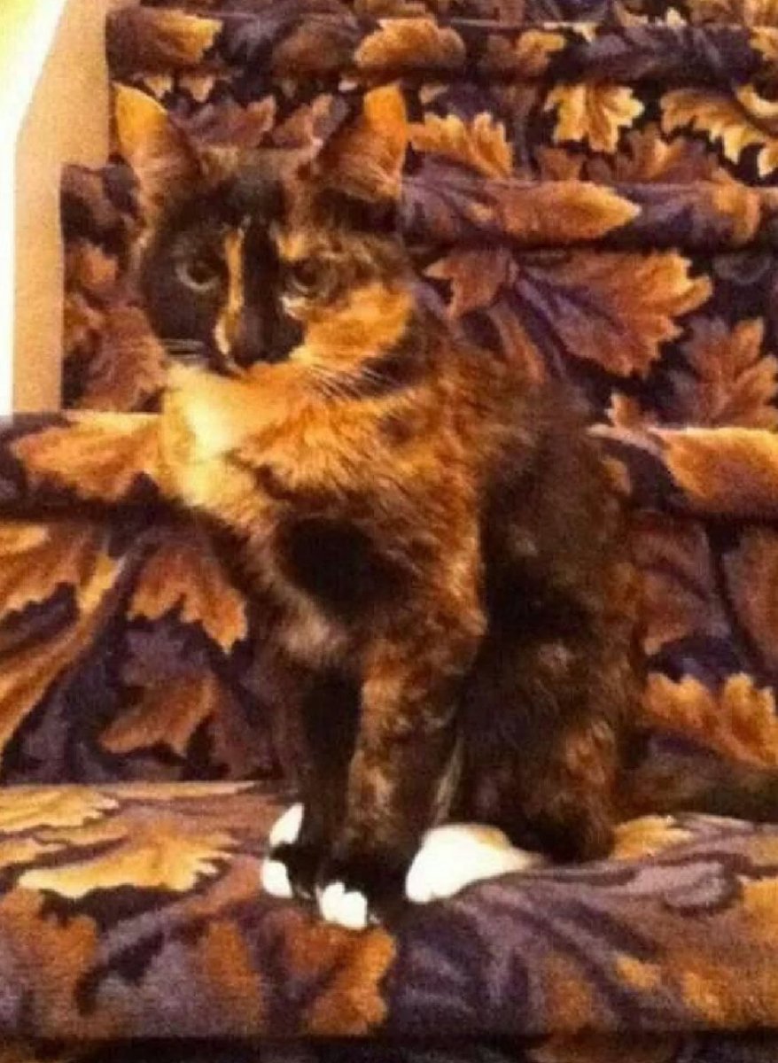 judeykat's tweet photo. cats blending in with their environment 😊 https://t.co/pd6d3MTG7C