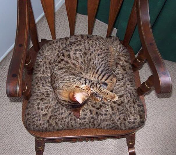 judeykat's tweet photo. cats blending in with their environment 😊 https://t.co/pd6d3MTG7C