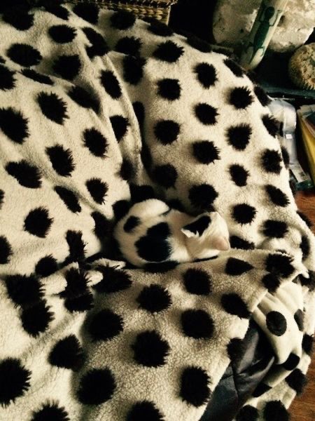judeykat's tweet photo. cats blending in with their environment 😊 https://t.co/pd6d3MTG7C