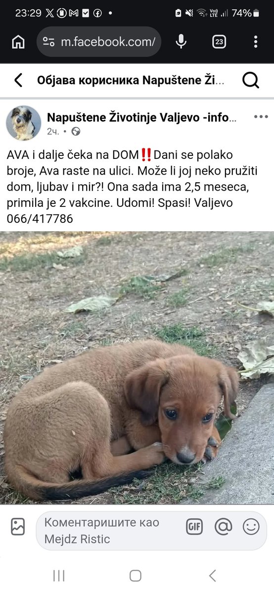 Jolene284's tweet photo. Delite da zajedno pronađemo dom za ovog malog miša 🐾🔄❤️ https://t.co/B3db0XFGbx