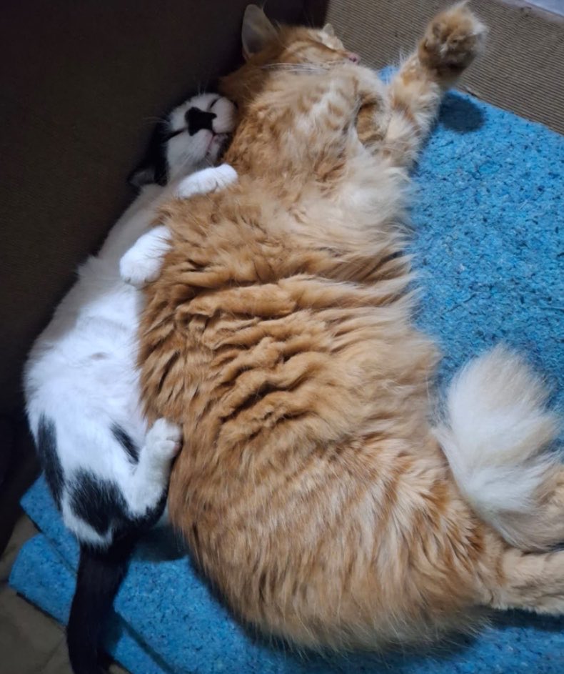 justludmi's tweet photo. Ok gatos en silencio es lo mejor que me pasó en la vida https://t.co/7HWUXhmKwE