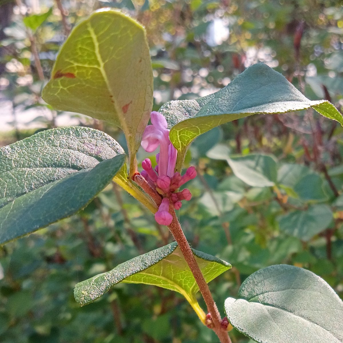 AzureLionProd's tweet photo. This is incredible — lilac flowers in October.
Granted, these are on what are supposed to be either twice-blooming or ever-blooming lilac bushes, and there are only a few flowers on a few branches, but it's still incredible to see lilac flowers in October.
#flower #lilac https://t.co/NPUaMv3R3Z