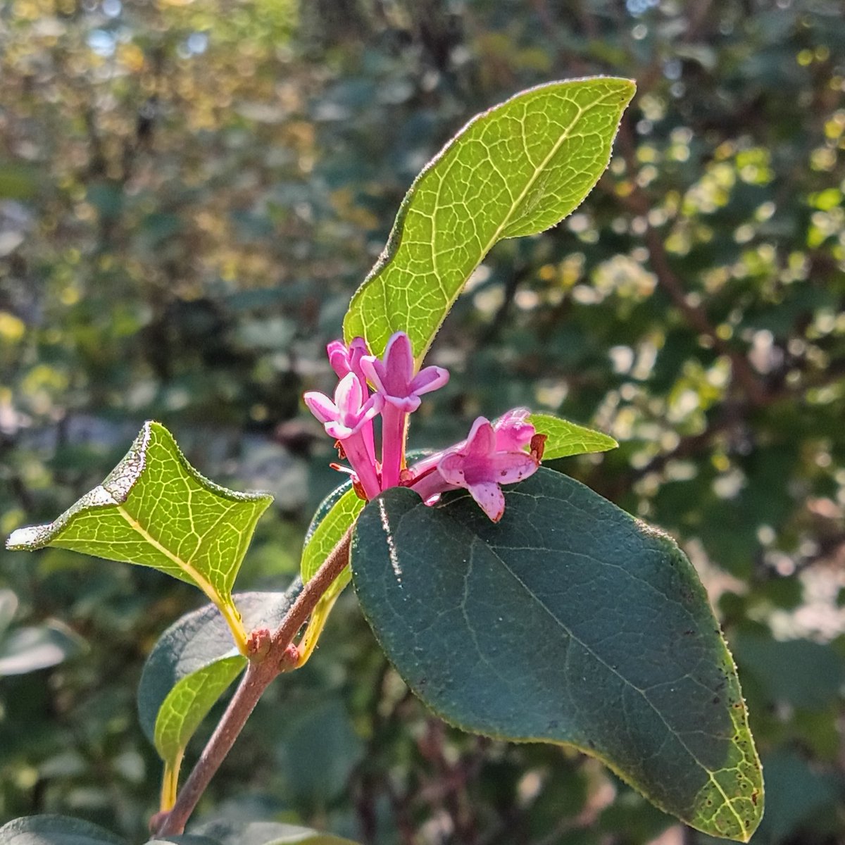 AzureLionProd's tweet photo. This is incredible — lilac flowers in October.
Granted, these are on what are supposed to be either twice-blooming or ever-blooming lilac bushes, and there are only a few flowers on a few branches, but it's still incredible to see lilac flowers in October.
#flower #lilac https://t.co/NPUaMv3R3Z