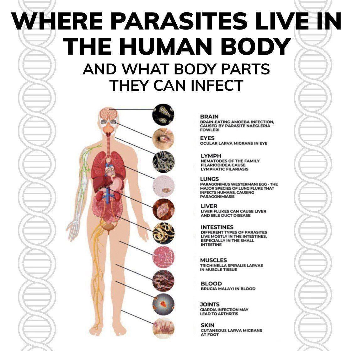 DrDavidivw's tweet photo. Parasite, Worm, and Fungus Infection Cleanse Protocol*

*30 Days*

Adults:

1. Take Ivermectin 12mg + Albendazole 400mg (3 pills/week) for 4 weeks, after breakfast.
2. Take Mebendazole 100mg (2 pills/day) for 30 days, after breakfast and dinner.
3. Take Pancharishta Ayurvedic tonic (2 tablespoons, twice/day) for 30 days, after breakfast and dinner, to reduce stomach bloating and fungal infections.
4. Take Krimkuthar ras pills (2 pills/day) for 30 days, after breakfast and dinner.

Children (above 5 years):

1. Take Ivermectin 12mg + Albendazole 400mg (2 pills/week) for 4 weeks, after breakfast.
2. Take Mebendazole 100mg (3 pills, 3 days/week) for 4 weeks, after dinner.
3. Take Pancharishta Ayurvedic tonic (15ml, twice/day) for 30 days, after breakfast and dinner.
4. Take Krimkuthar ras pills (1 pill/day) for 30 days, after breakfast.

*Note:* Repeat this protocol annually to maintain optimal health and prevent re-infestation. 
Dr_Kathy1