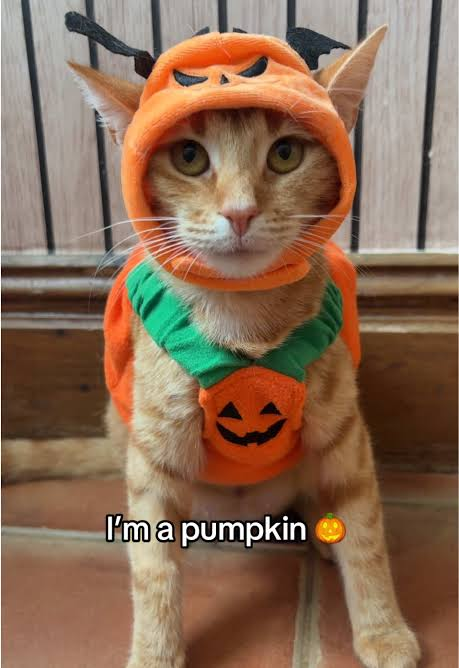 PumpKingCath's tweet photo. https://t.co/eS9edUcvTq