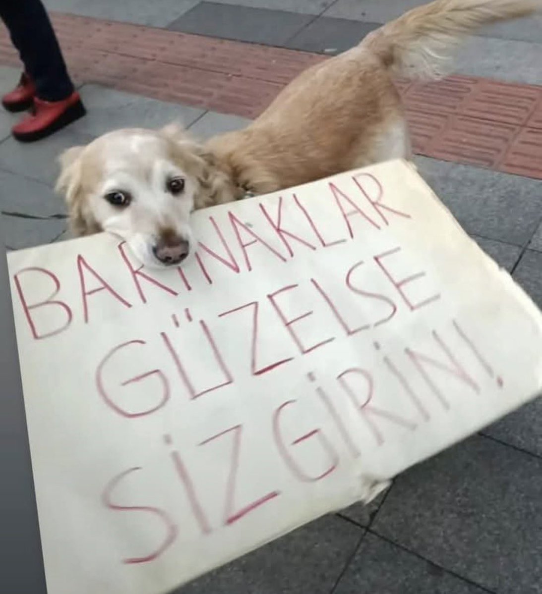Hera1903_'s tweet photo. Pati dostun size mesajı var 👇🏻
#4EkimKutlamıyoruz https://t.co/S6hZEWKQkR