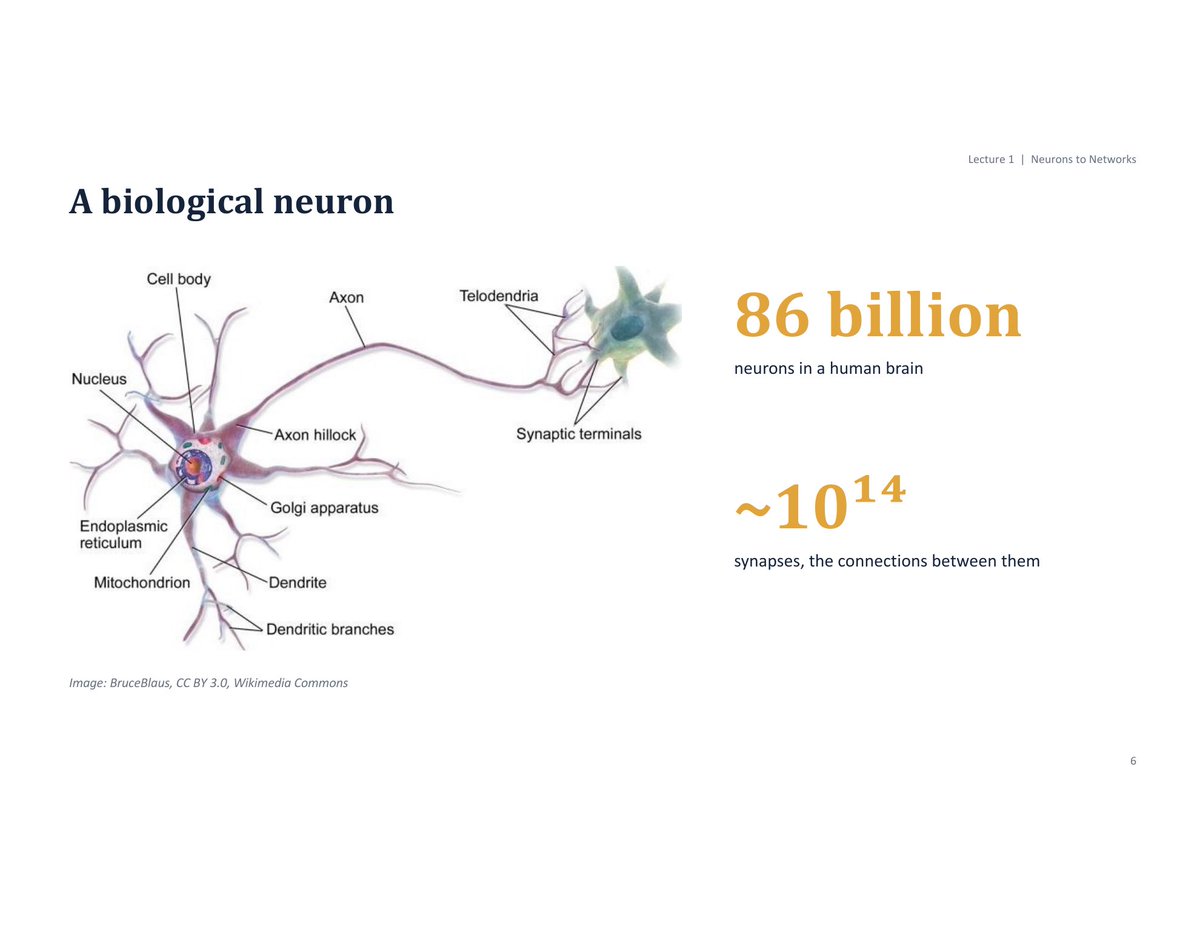 vishalmisra's tweet photo. 1/ These slides are from AI in Context, a course I helped design and co-teach. My module (From NN to LLM: Rise of the Machines) starts with biological neurons and follows the abstraction all the way to modern LLMs. I’m a little allergic to “brains are literally neural networks.” https://t.co/3FbLiy4oRd