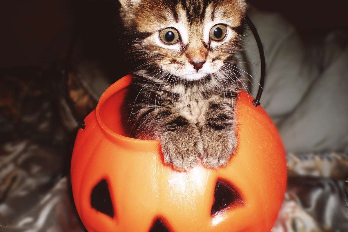 PumpKingCath's tweet photo. THE CAT HAS ENTERED THE KINGDOM.  No roadmap. No corporate meetings. No boring vibes.  Just PUMPKINGCAT 😼📈🚀 The throne is ready. The pumpkins are glowing. The cats are watching the chart. 😼 $PUMPKINGCAT  Who’s joining the kingdom? 📈 #PUMPKINGCAT #Memecoin #Solana #Crypto https://t.co/sisU2JgUEG