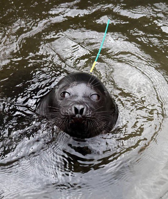 pocketseal's tweet photo. i feel like pocketseal has to be my final identity… ive gone through so many changes!!! at first i was The Prophet(HORRID ARC BRO), then Seal came along and that worked but its not unique!!! im the only pocketseal out there heh https://t.co/C58nsGWp8Z