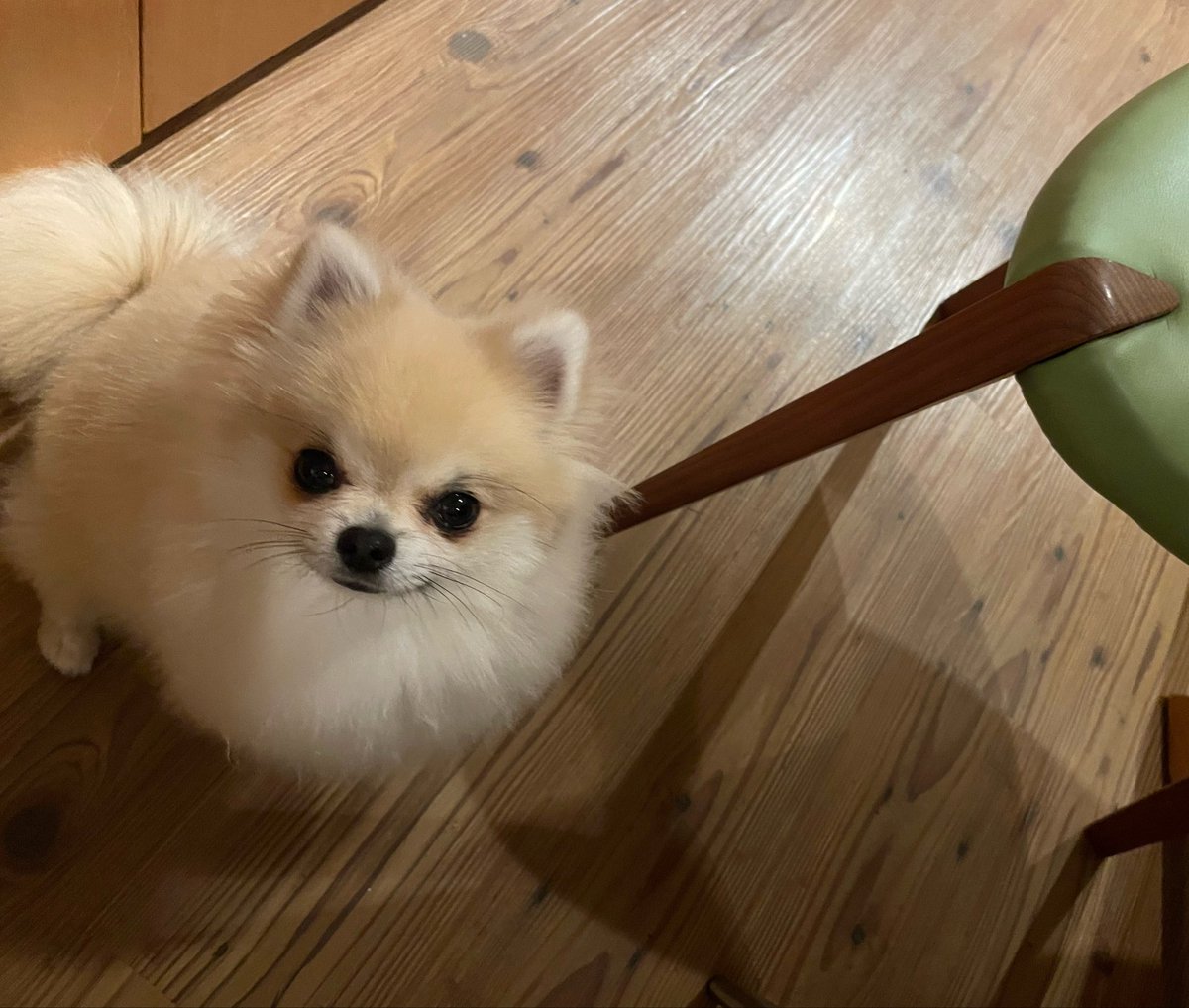 chacoleine's tweet photo. おはよー☀️今日もいっぱい遊ぶぞ🐾#chacoleine https://t.co/5HCONAJut9
