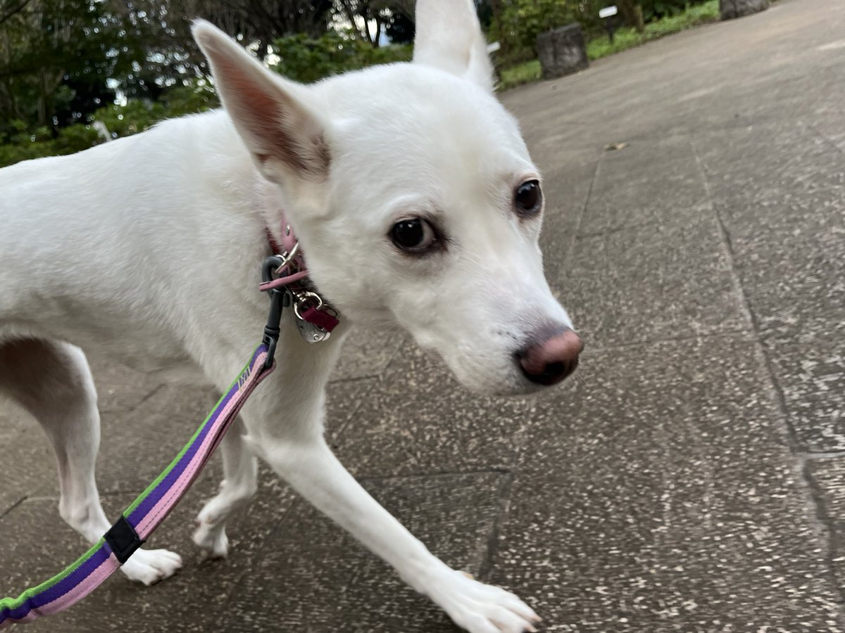 PXXX125's tweet photo. ずんずん歩くです😆 https://t.co/ETC0NQemCw