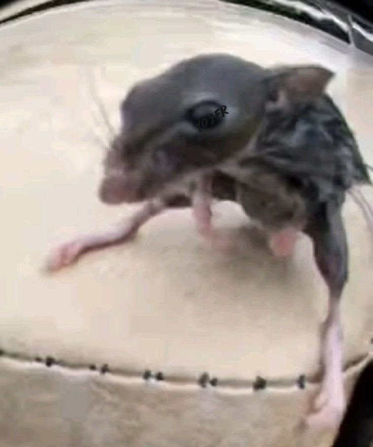 R0YALRODENT's tweet photo. @poisonquiIt <| https://t.co/rnE0PMyvMc