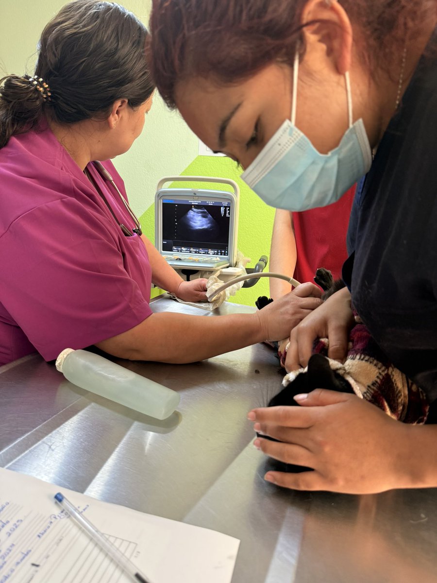 ivanadtorres's tweet photo. Amigos mi gatito se puso mal y ocupamos sacarle varios análisis, placas, ultrasonidos, medicamentos
me es difícil costear todo ahora, si me pudieran ayudar con lo que quieran, incluso 10 pesos se los agradecería mucho
Número de tarjeta: 4152314404170659
Ivana Daniela Torres
BBVA https://t.co/GwMOvU0VKx