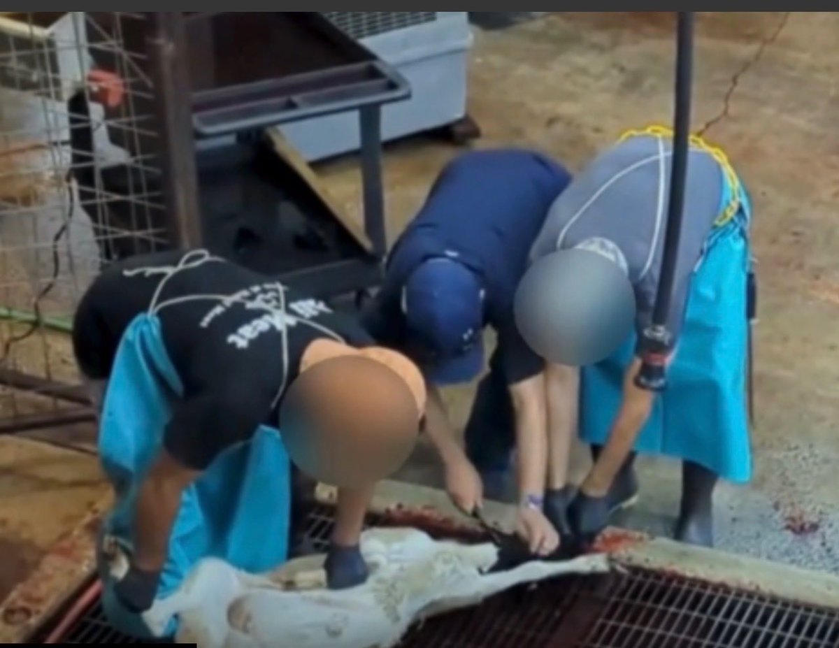 LauraLoomer's tweet photo. 🚨Muslim Slaughterhouse In Orlando, Florida Has Long History of Animal Abuse and Violations 🚨 

Thanks to my viral reporting about Islamic animal torture at Ali Meat International, a Muslim Halal slaughterhouse in Orlando, Florida, the Florida Department of Agriculture and Consumer Services @FDACS exclusively confirmed to me last week that there is now an active and ongoing criminal investigation into these animal abusers.

The recent undercover video I posted showed Ali Meat employees, kids and random customers torturing innocent animals for Islamic ritual animal abuse. 

Ali Meat International is run by Mohammad Razzaq and Kalsoom Razzaq according to state records. It is also a USDA-registered slaughterhouse. 

In 2021, @USDA inspectors suspended operations at Ali Meat after witnessing an employee throw a conscious lamb against a metal fence. The lamb reportedly bounced off the fence and landed on its side on concrete.

Ali Meat was cited again in 2024. USDA inspection data stated that the establishment did not have a “robust, systematic approach to humane handling.”

Additionally, I uncovered Google reviews about Ali Meat’s disgusting animal abuse going back many years.

Four years ago, one person wrote:

“Not halal. When the animal enters the main building to get slaughtered it has to witness other animals getting slaughtered and can see the dead ones hung up and skinned.”

Another Google review states:

“The people that work here horrifically kill more than 10 to 12 goats within a 20 minute period and don't even wait till they are fully unconscious before cleaning them. They literally just throw them on the ground in front of other goats and slicer throats and while they are continuing to die they throw other goats on the ground and kill them in front of other goats that are watching. This is not humane in anyway shape or form I don't care how they are raised! Don't buy your meat from here.”

Last year, another person wrote: 

“Smells horrible and is located around a bunch of neighborhoods. I feel so sorry for the people who have to endure the smell that comes from this facility.”

Ali Meat is a disgusting hellhole. The horrific undercover video I posted, numerous federal inspections, and these customer reviews document a long pattern of violations and animal torture.

I feel so horrible for these animals and anyone who lives near this Islamic animal torture chamber.

THIS NEEDS TO STOP NOW!

Despite its numerous violations, the Biden USDA kept letting Ali Meat get away with Islamic animal torture for years.

President Trump’s Agriculture Secretary Brooke Rollins @SecRollins needs to cancel Ali Meat’s federal permit immediately!

We need to banish Islamic animal torture from Florida and hold these monsters accountable for abusing animals.

@WiltonSimpson @megforflorida @SenRickScott @ByronDonalds @ErikaDonalds @RAlexAndradeFL @AGJamesUthmeier @realannapaulina @RepFine @RonDeSantis 

RECEIPTS 👇🏻