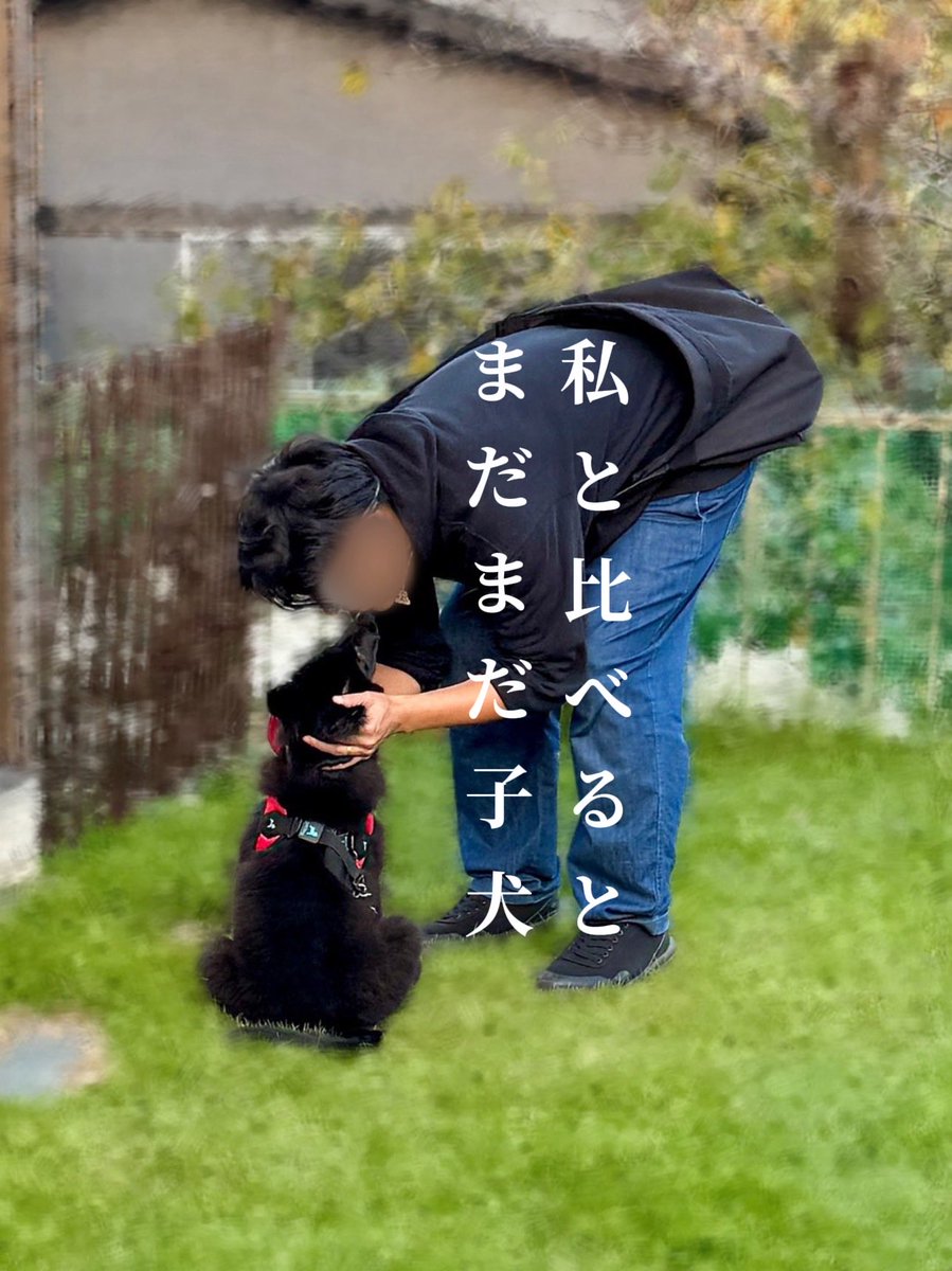 Fernetotrock's tweet photo. ★海鮮丼 ★肉豆腐 ★アサリの味噌汁 ★茶碗蒸し ★きゅうりと茗荷のたたき
 最近、犬を迎えてから早起きして 運動もするようになって 大学生の運動部員のようにご飯が進む奥さん 健康的で良し👍 
庭散歩で私と比べるとまだまだ子犬なアーテル君 アーテルがまだ小さいのか私がでかいのか https://t.co/CQvlPREBAH