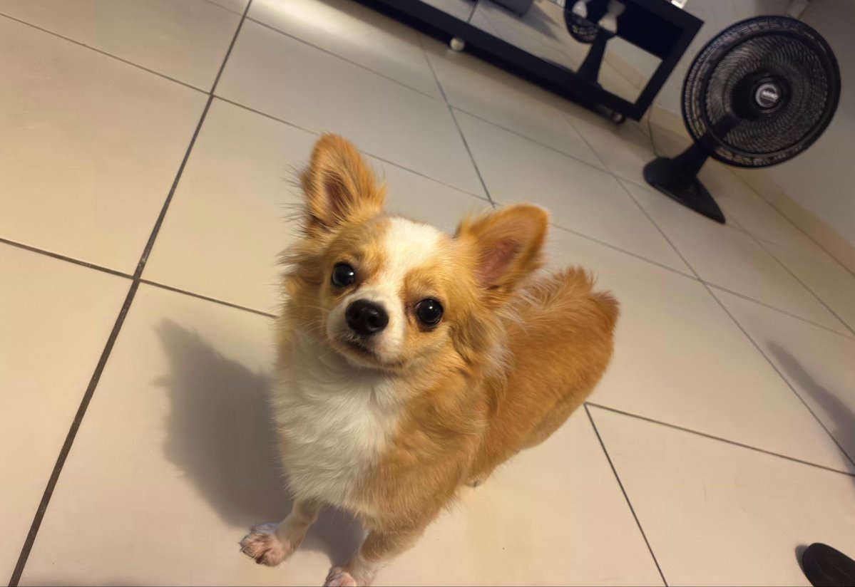 fatiadepaoo's tweet photo. a cara desse cachorro vsf https://t.co/FlfU3VT2uo