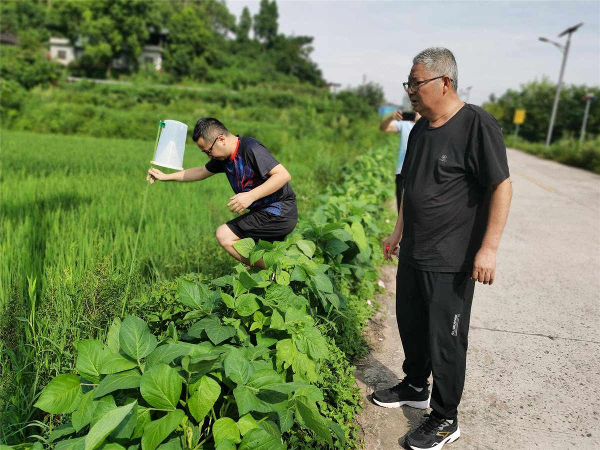 BintangJanji's tweet photo. [Planted traps lure bad viruses that target crops! Protect farmland with smart pest control. https://t.co/gOKEU3KCSe
