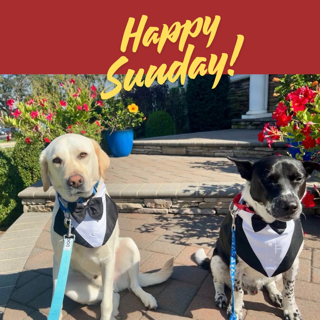 CREATEARTIST's tweet photo. Message of the day: We wish you a happy, relaxing Sunday! xoxo Picasso and Barney https://t.co/6VKLrwKaml