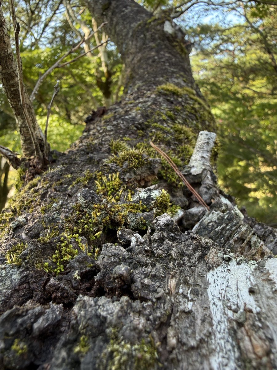 itumoaoi's tweet photo. Every line on an old tree trunk tells a story of the years it survived.
#TreeMagic #NatureLovers #WhisperingTrees https://t.co/6ff7zBMUG4