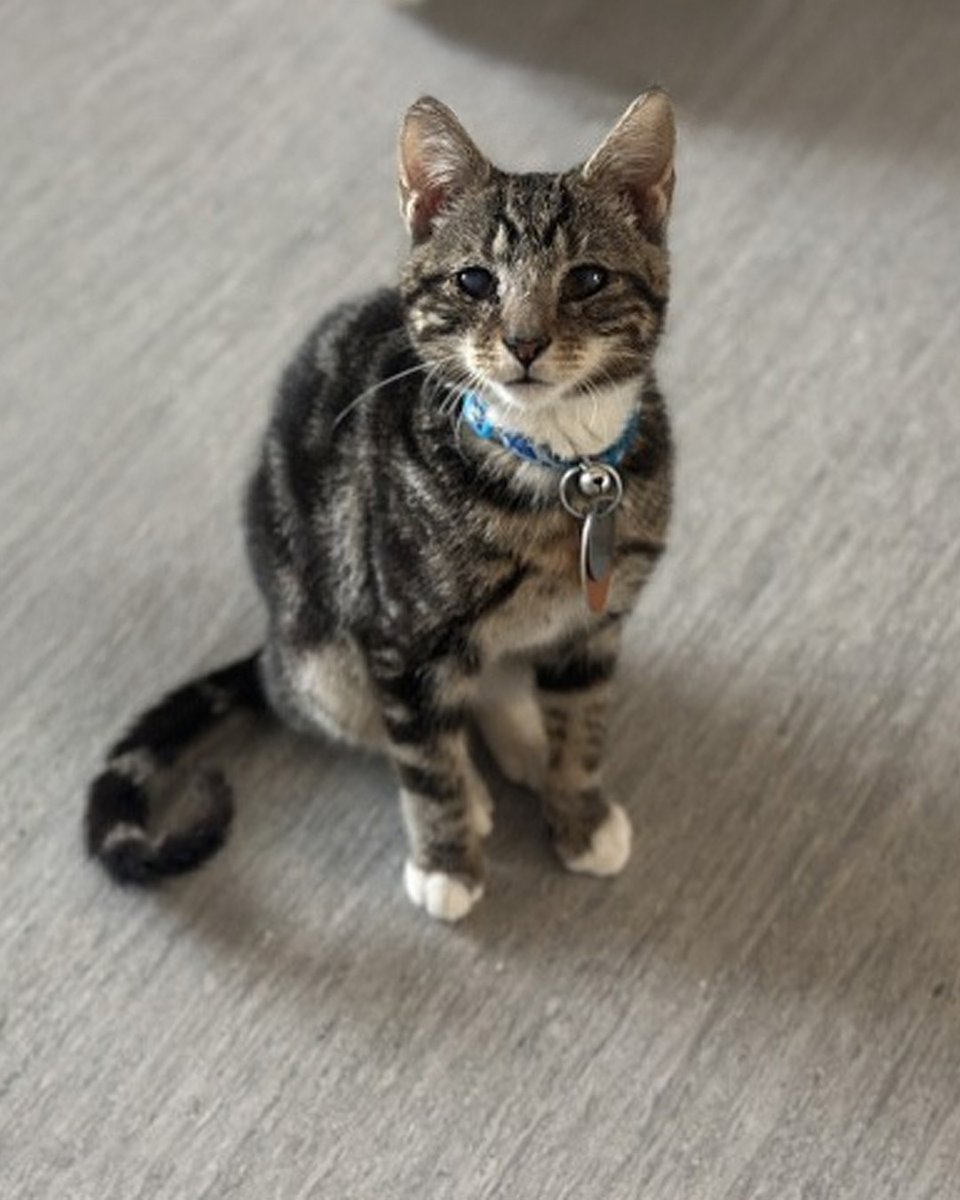AnimalLeague's tweet photo. 🐾 Say hello to Honeycomb #H213045!

Tiny 4-month-old Honeycomb didn’t have the best start to his life in a yard on Long Island, but fortunately for him, a rescuer pulled him out of the garden and set his life on a very different course.

It took a moment for this tenderhearted tabby to feel safe on the inside, so imagine our delight when we caught him frolicking with toys after just a few days. 🥹

Our vets have created a plan for his keratoconjunctivitis sicca (KCS), a chronic condition of dry eye caused by a lack of tear production that will require an assist from humans to keep his eyes lubricated. As a covered medical condition, his treatment will be provided at cost through our Pet Health Centers.

He may need a tiny bit of support from you, but he’ll repay you with a lifetime of devotion because he knows you’re the hero he’s been waiting for. ❤️🐱

How sweet is that? #getyourrescueon #biancasfurryfriends #caturday