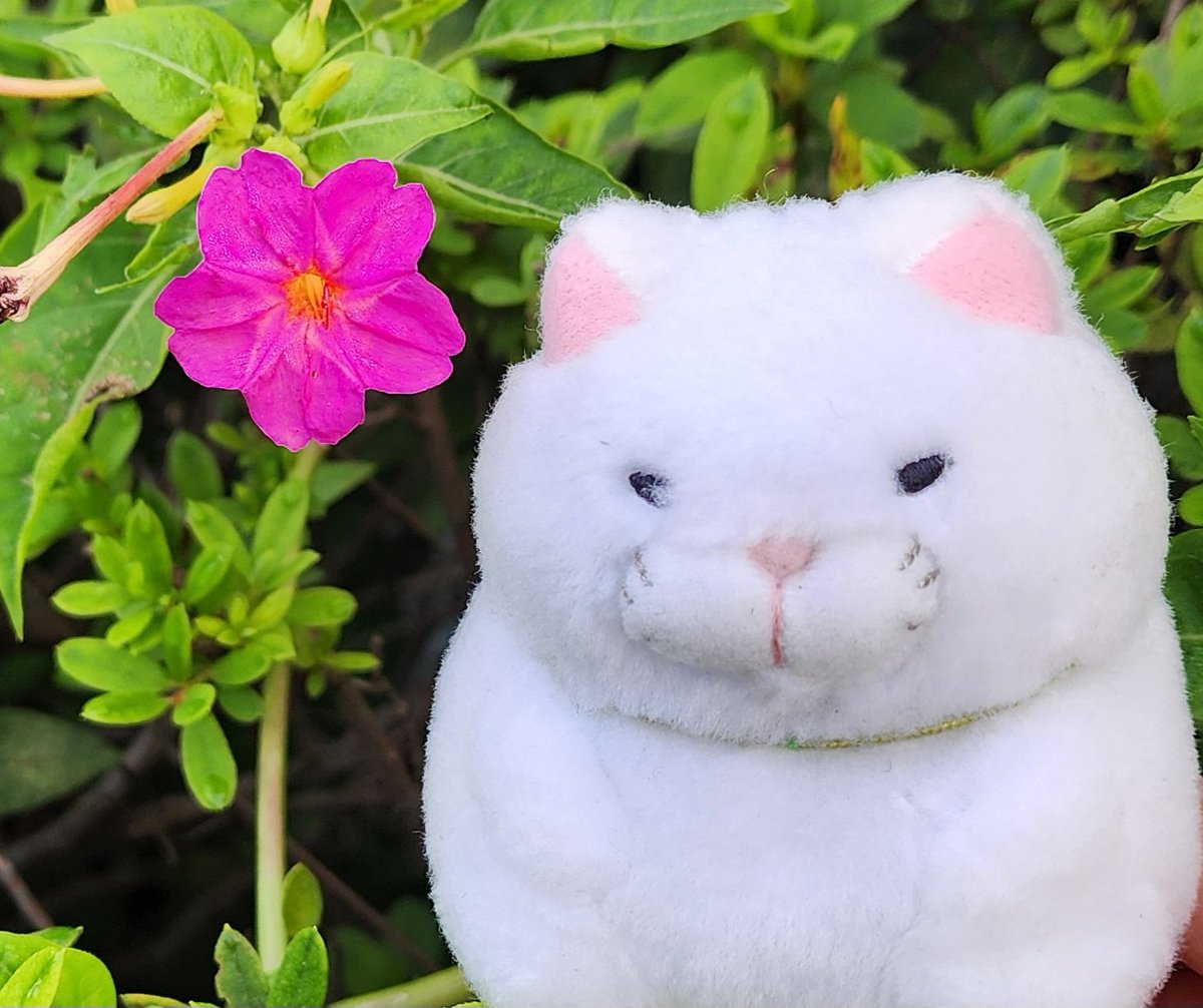 mi93782742's tweet photo. おはようございます🌞 https://t.co/kA9ZhJOXog