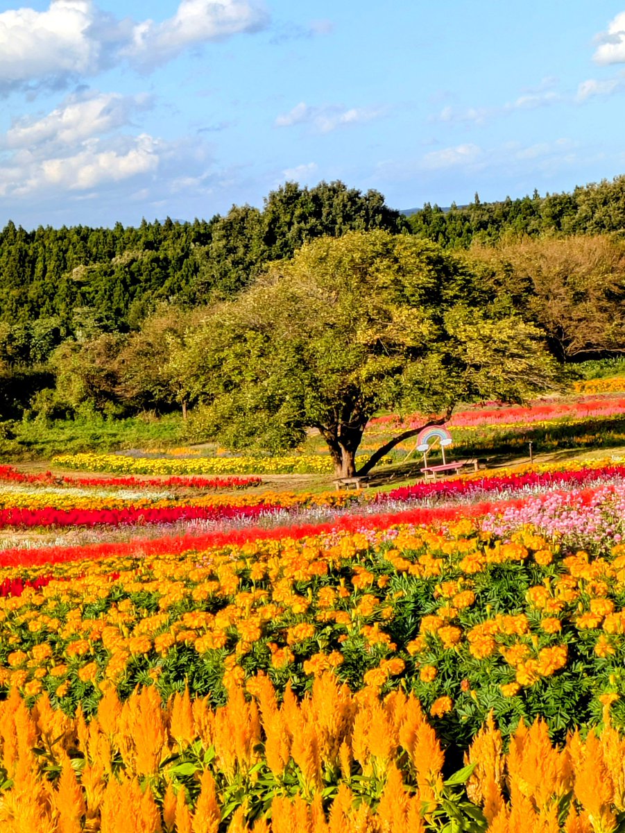 Mnmnsemifry's tweet photo. おはようございます

昨日
ヨガっぽい
（ヨガとはとても言えない😅）
運動を少しやったので
軽い筋肉痛の朝

今日は久しぶりのホーム戦⚽️

今月は毎週
ホームでの試合があるので
嬉しいです☺

今日も佳い一日を🍀

#TLを花でいっぱいにしよう https://t.co/JsLIxZGSJP