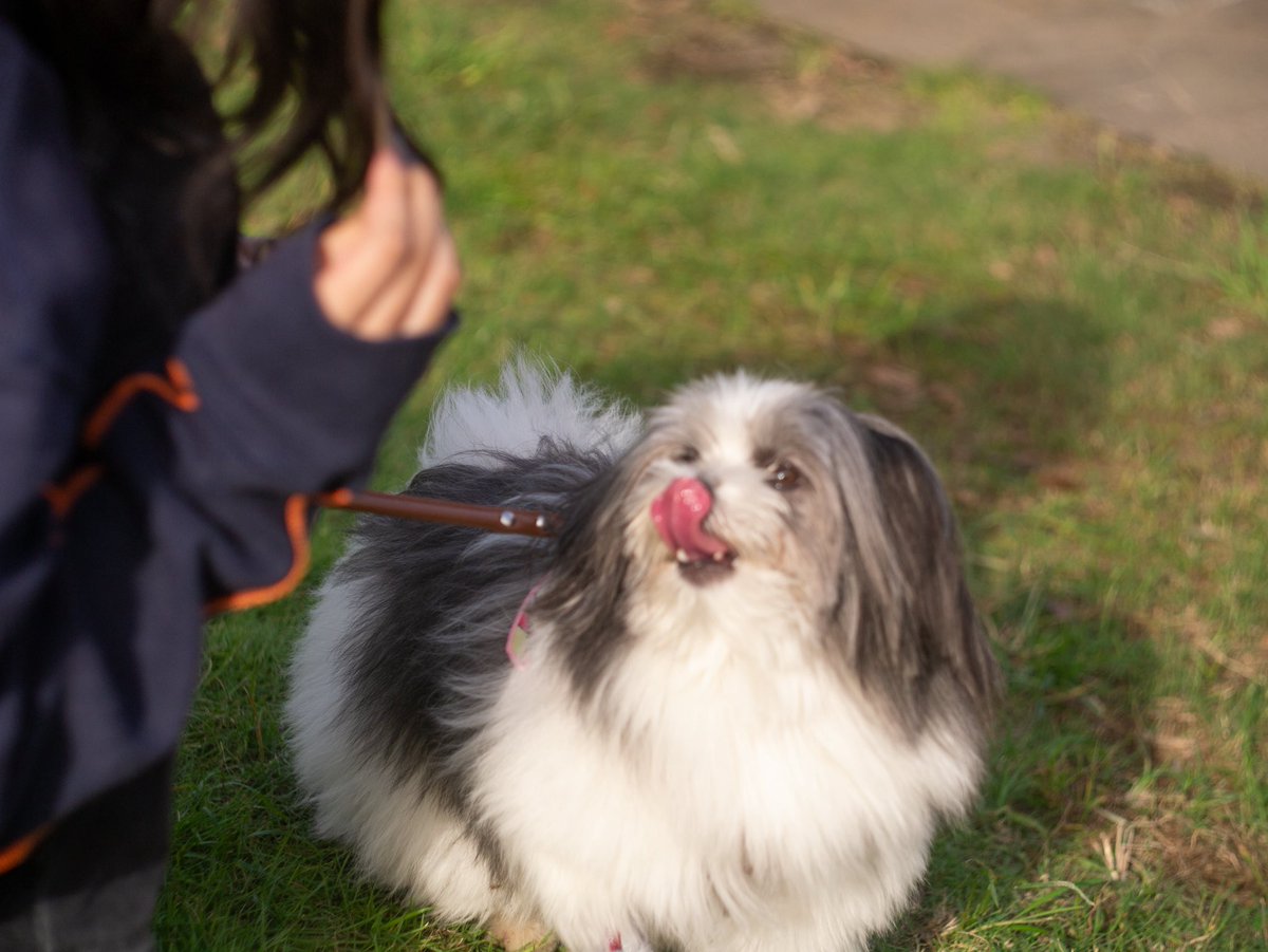 INU_them_all's tweet photo. lumix gx1
helios44-2 58mmf2
マルポメ https://t.co/VG8EvrXGNl